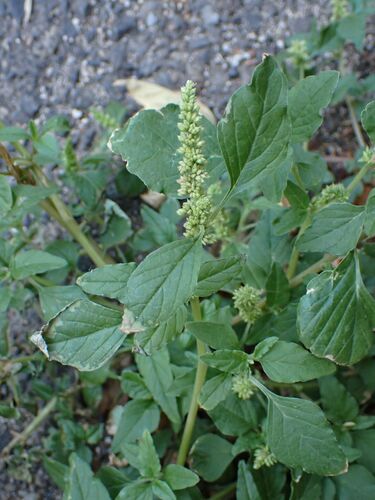 Amaranthus deflexus, photograph 3