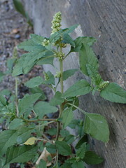 Amaranthus deflexus, photograph (c) Milan Chytrý, some rights reserved (CC BY)