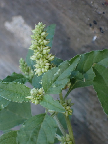 Amaranthus deflexus, photograph 5