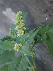 Amaranthus deflexus, photograph (c) Milan Chytrý, some rights reserved (CC BY)