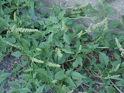 Amaranthus deflexus, photograph 6