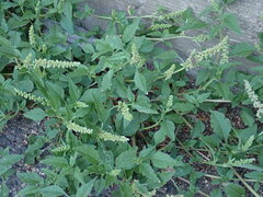 Amaranthus deflexus, photograph (c) Milan Chytrý, some rights reserved (CC BY)
