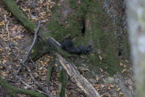Eurasian Red Squirrel