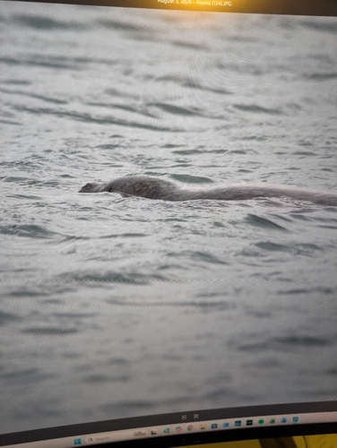 Florida Manatee observed by mflood100