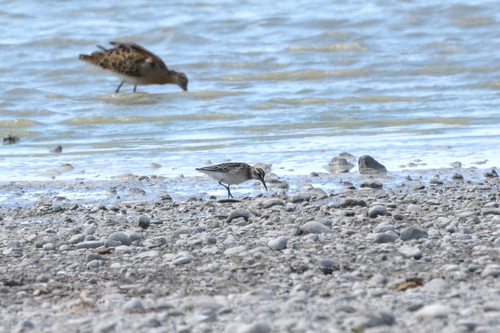 iNaturalist image