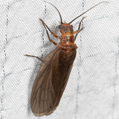 Protosialis americana