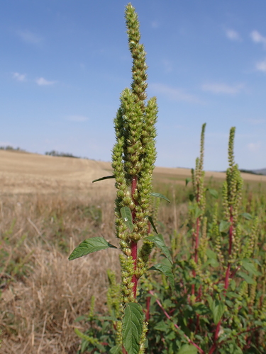 powell's amaranth