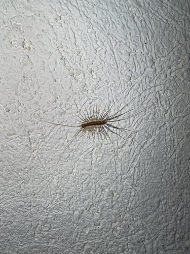 House Centipede