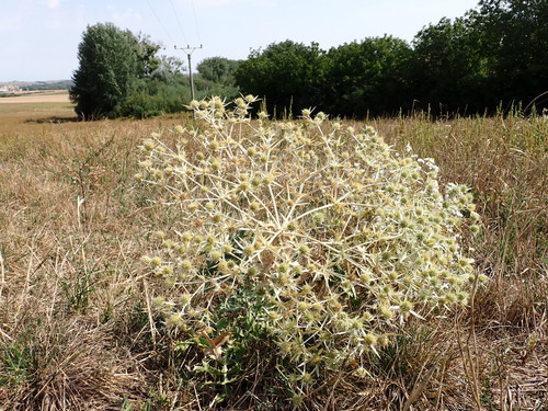 Field Eryngo