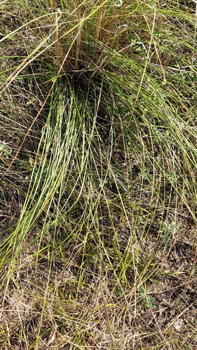 Stipa pennata observed 2026-08-31