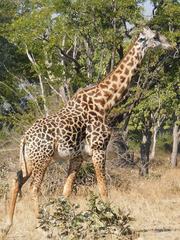 Giraffa camelopardalis thornicrofti