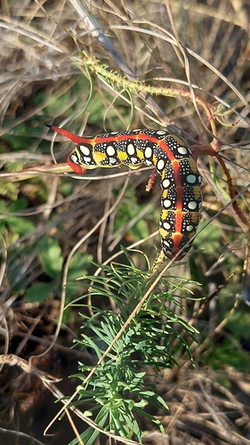 Leafy Spurge Hawkmoth