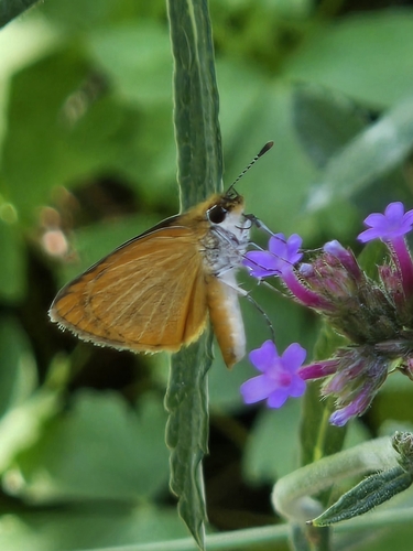 Least Skipper
