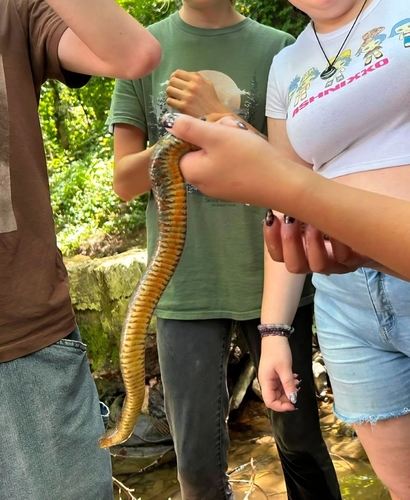 Common Watersnake