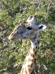 Giraffa camelopardalis thornicrofti