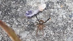 Euophrys