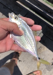 Chloroscombrus chrysurus