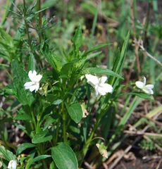 Viola accrescens