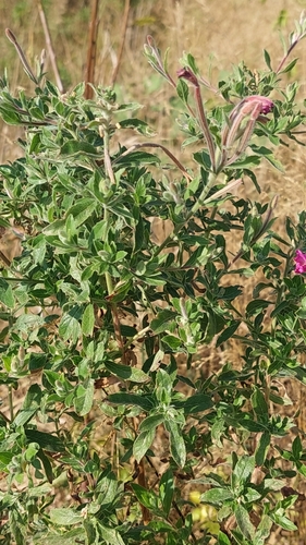 Great Willowherb