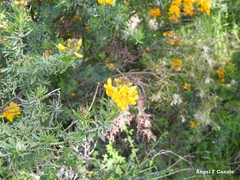 Adenocarpus hispanicus