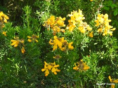 Adenocarpus hispanicus