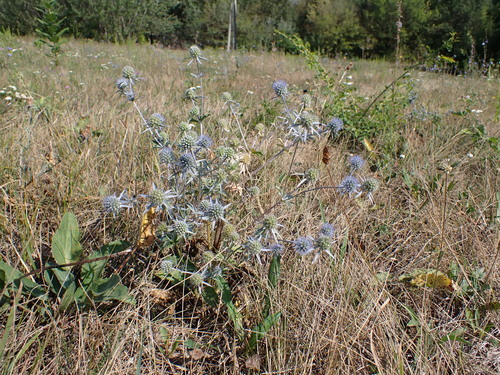 Blue Eryngo