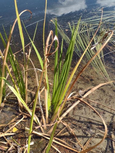 Acorus calamus, photograph 4