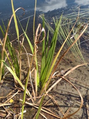 Acorus calamus, photograph (c) Bartosz Czołczyński, some rights reserved (CC BY)