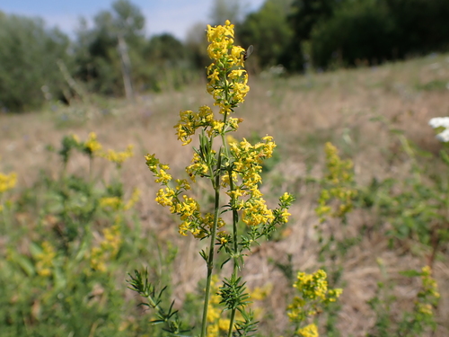 Lady's Bedstraw