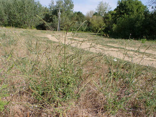 Common vervain