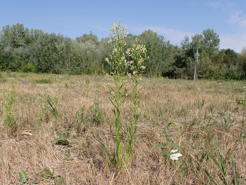 horseweed