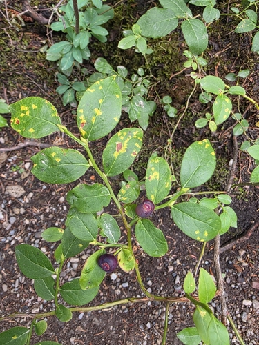 Vaccinium membranaceum, photograph 4