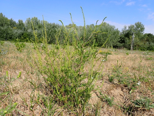 common ragweed