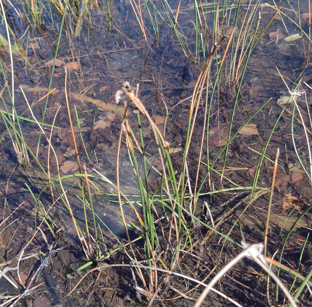 Eleocharis palustris; photograph (c) Bartosz Czołczyński, some rights reserved (CC BY)