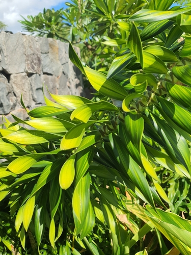 Dracaena reflexa observed 2026-08-31