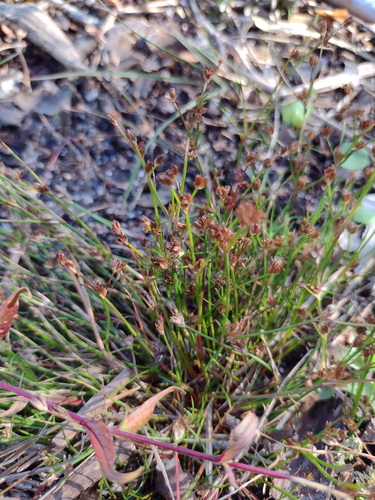 Juncus bulbosus, photograph 4