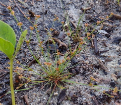 Juncus bulbosus, photograph (c) Bartosz Czołczyński, some rights reserved (CC BY)