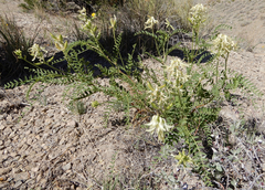 Astragalus praelongus