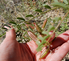Astragalus praelongus