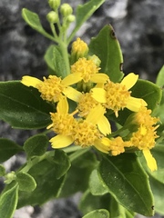 Perityle lindheimeri