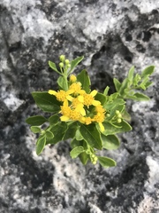 Perityle lindheimeri