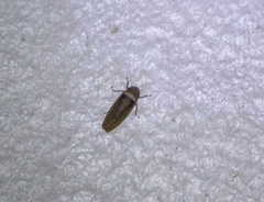 Sordana sordida