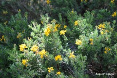 Adenocarpus hispanicus