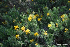 Adenocarpus hispanicus