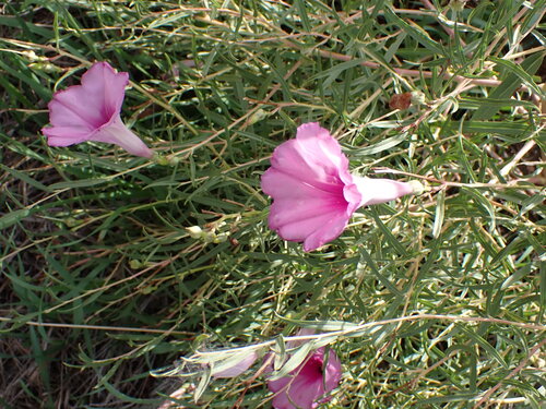 Ipomoea leptophylla, photograph 2