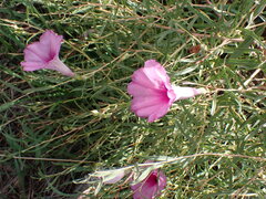 Ipomoea leptophylla, photograph author not stated, no rights reserved