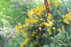 Adenocarpus hispanicus