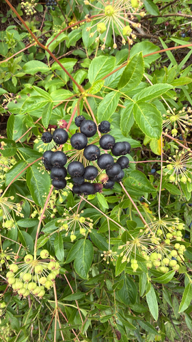 bristly sarsaparilla