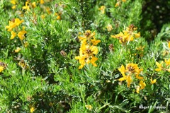 Adenocarpus hispanicus