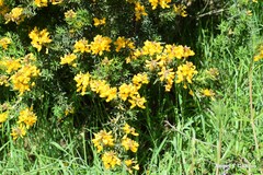 Adenocarpus hispanicus